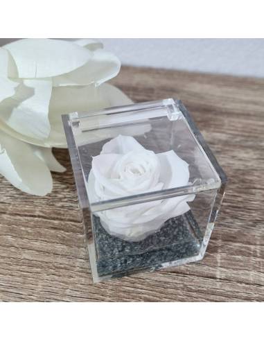 Rosa stabilizzata bomboniera in box plexiglass con gel| Sindy Bomboniere