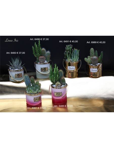 Porta piante secchi colorati Marechiaro bomboniere shop online