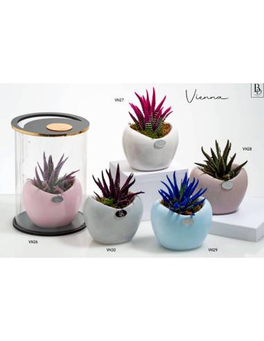 Bomboniere eleganti vasi piante grasse colorati Buba Design Linea Vienna