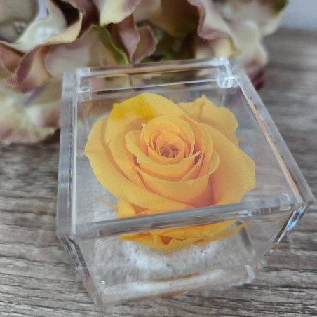 Rosa stabilizzata bomboniera nera cubo plexiglass| Sindy Bomboniere