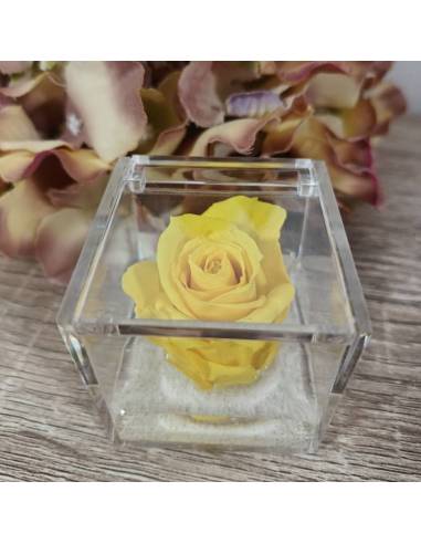 Bomboniere rose blu vere ideali per matrimonio in scatola trasparente| Sindy Bomboniere